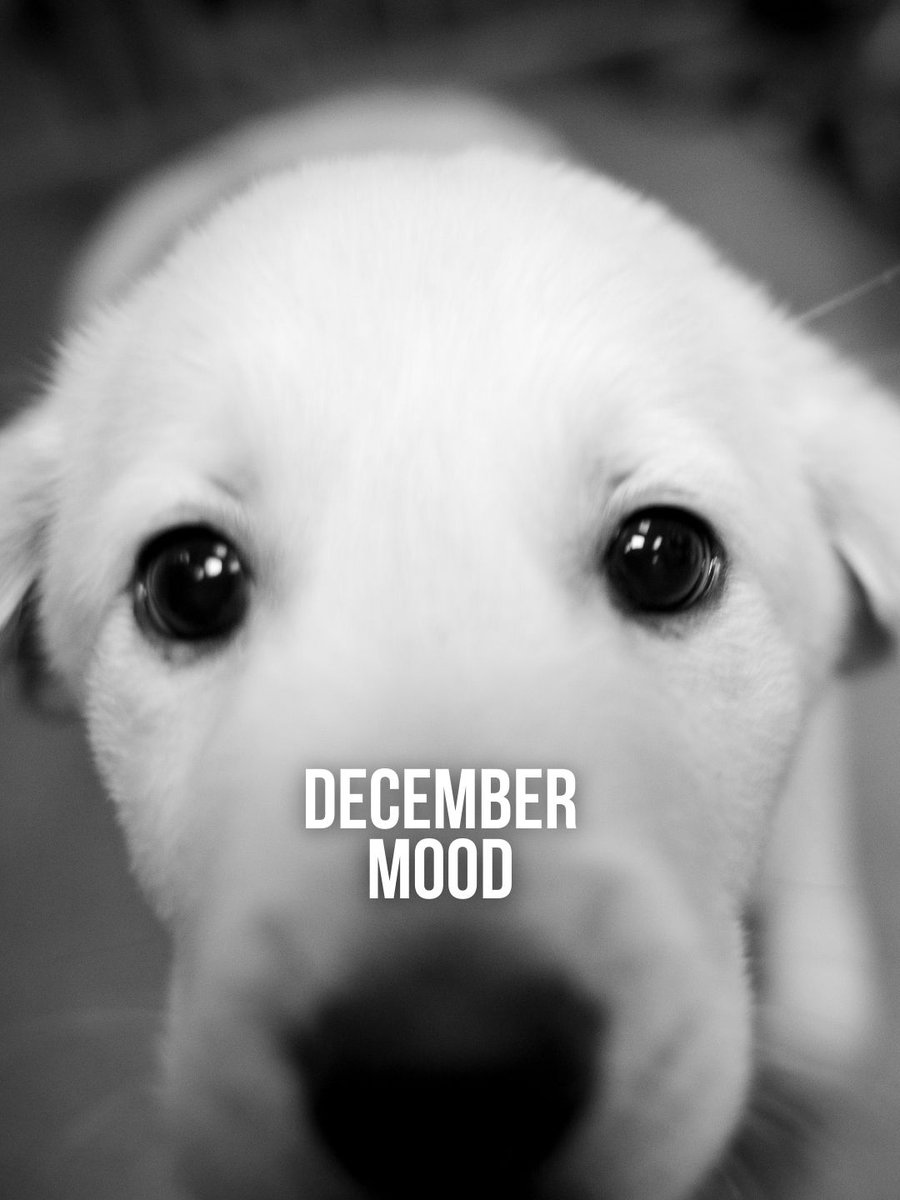 Miranda Lambert's MuttNation tweet media