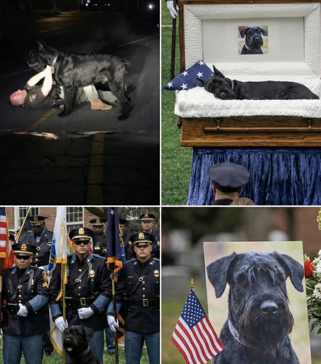 MilitaryCooI's tweet image. K9 Axel, a police dog, leapt straight into danger taking a bullet meant for Officer Ramirez. In that critical moment, Axel put himself between his handler and harm, protecting not only law enforcement but also nearby civilians, including a young child. His actions went beyond…