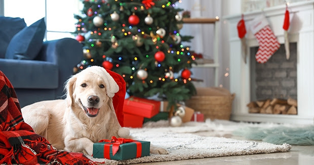 AlainMbe's tweet photo. 🎄 As the year gently comes to a close, it’s a good moment to pause and reflect.
With the right advice, you can fund improvements through allowances, property-linked mortgages, and tax-efficient equity.

👉 https://t.co/kt8b1U0gL1

 #SmartFinance #SeasonsGreetings #EmpresoNetwork https://t.co/LEpJjmWwii