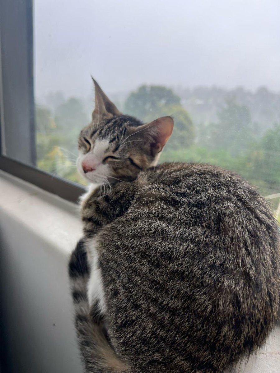 ArchieBrave's tweet image. beloved kitten is flying with the angels. She was on my lap when she died