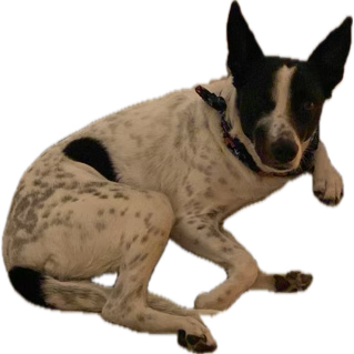 Agustín Girotti tweet media