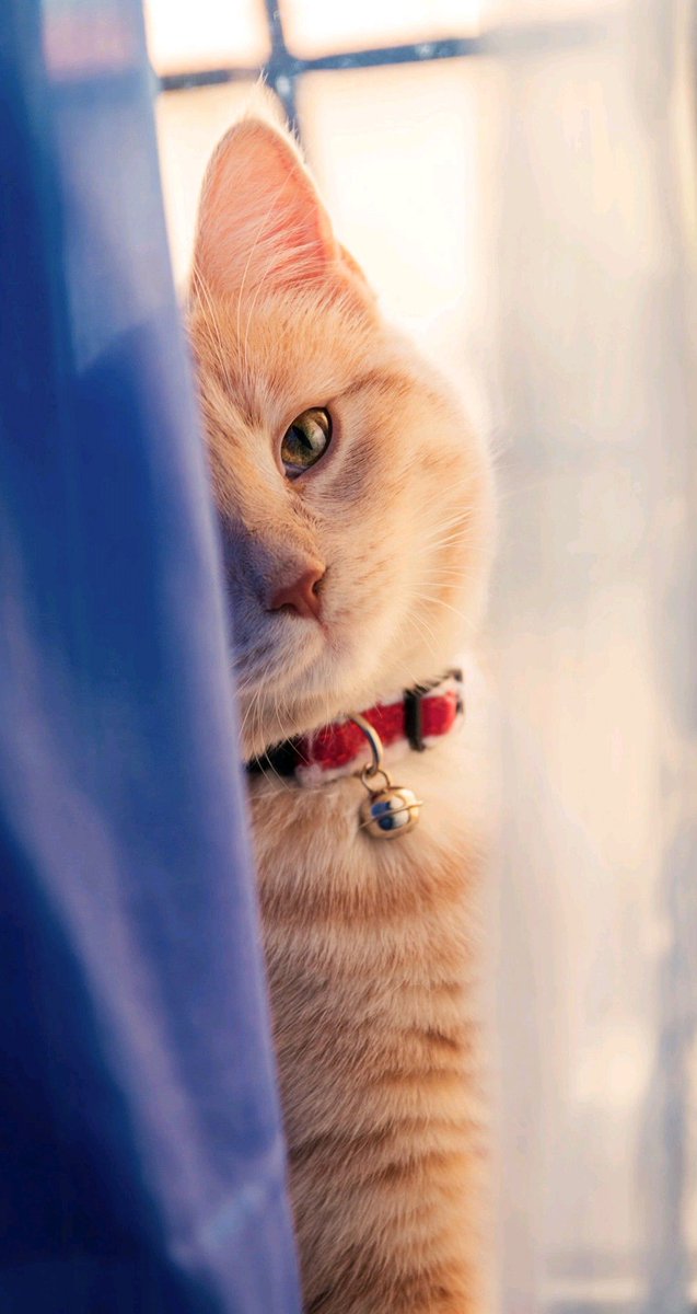 🦇 El Justiciero™ (Respaldo) (@justicierowild) on Twitter photo 