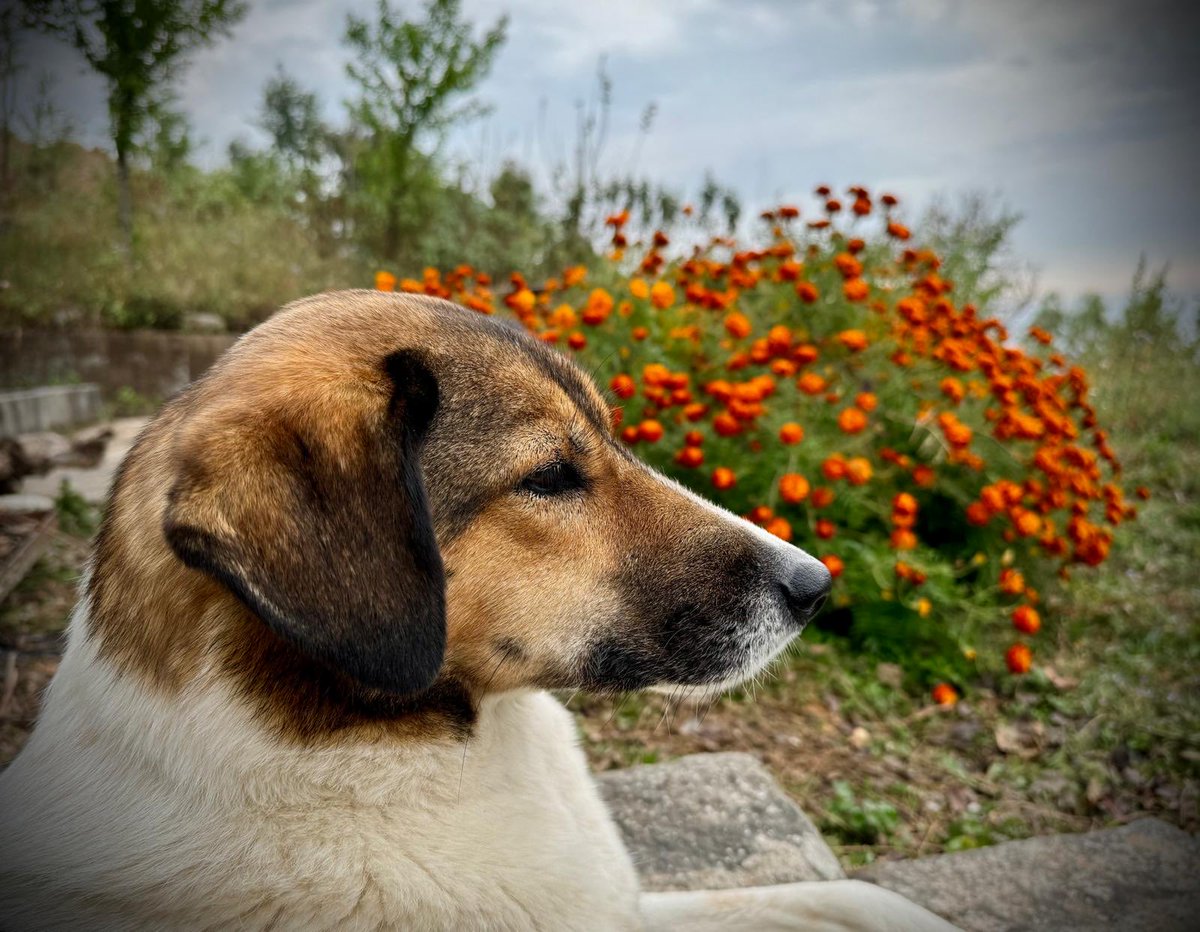 MediaKaur's tweet photo. Here’s a quiet moment during production of my documentary, Tails of the Himalayas…of Dogs & Devotees. 

Lilly nearly lost her life because of one human’s cruel actions and saved thanks to Dharamsala Animal Rescue. A simple image, carrying a powerful reminder of resilience, kindness, and stories worth telling.