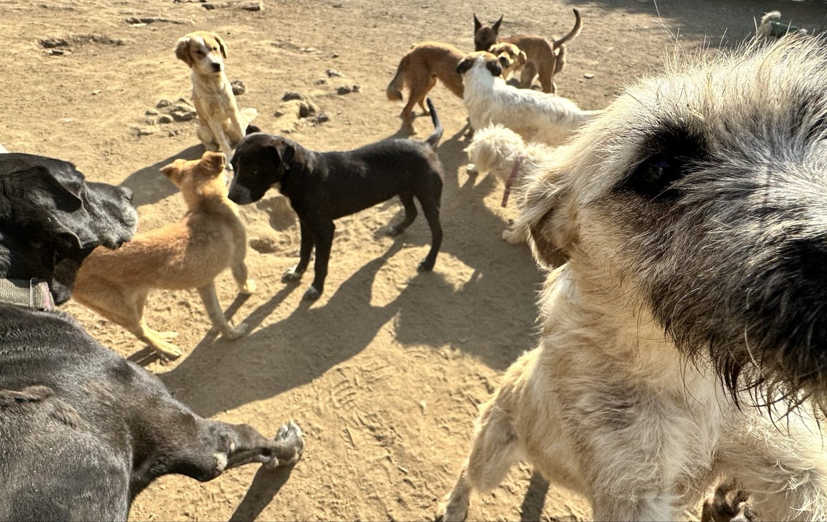 Hola amigos!! Ya casi es Navidad y solo hoy sube nuestro proveedor. Por favor, si pueden envíen patitas solidarias para comprar croquetitas porfa. 🙏🏼 
Necesitamos 6 bultos para adulto y 1 bulto para cachorro 😔😔😔
Aquí nos alimentan ahora a más de 300 peludos diariamente, talla