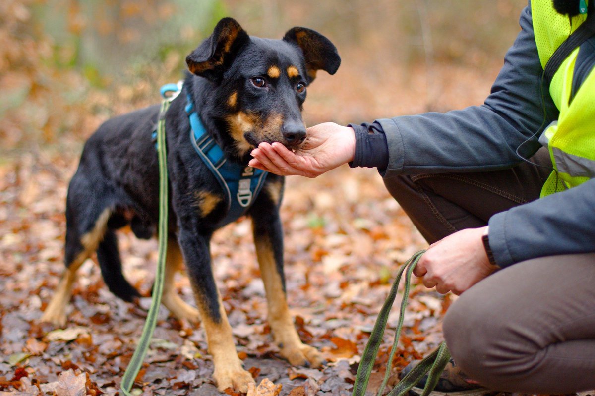 Jeśli MIRON nie znajdzie🏡trafi do schroniska bez spacerów,cały czas w zamknięciu😢Błagamy o pomoc –🏡 lub chociaż udostępnienie tego posta🙏
MIRON – wrażliwy pies z cudnymi,wielkimi uszkami i jeszcze większym sercem❤️