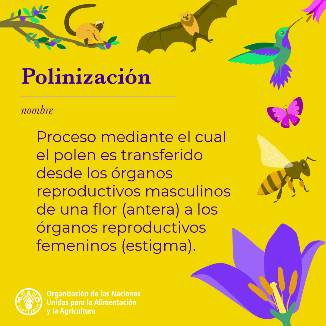 ¿Sabías que 3/4 de los cultivos que producen frutas y semillas para consumo humano dependen, al menos en parte, de los polinizadores?

Abejas, mariposas, moscas, polillas, y más... hay polinizadores de formas y tamaños diversos.

Descubre más ➡️ fao.org/pollination/es