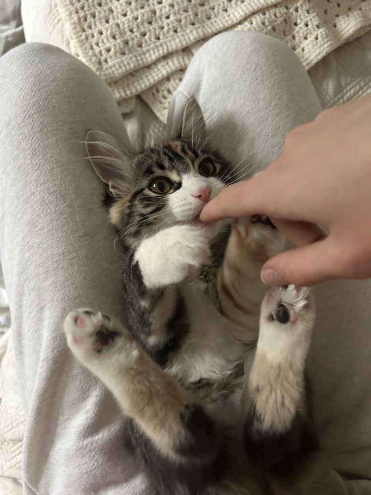 cutestscats's tweet photo. Paw attack https://t.co/69oswxVdep