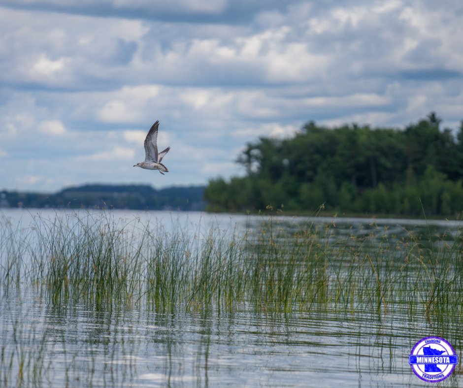 Minnesota Traditions tweet media