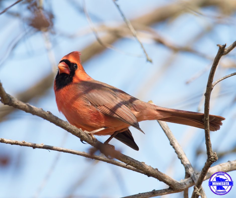 Minnesota Traditions tweet media