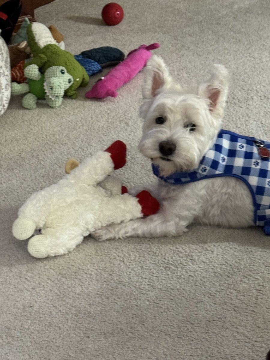 Kareh's tweet photo. @catturd2 Piper with her Christmas Lambchop https://t.co/AR7HMimz7M