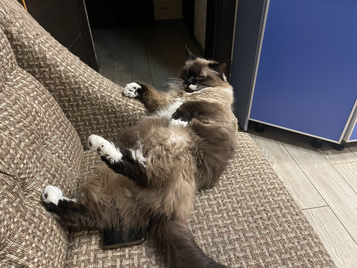 У меня кошка сломалась, лежит так уже несколько мину)