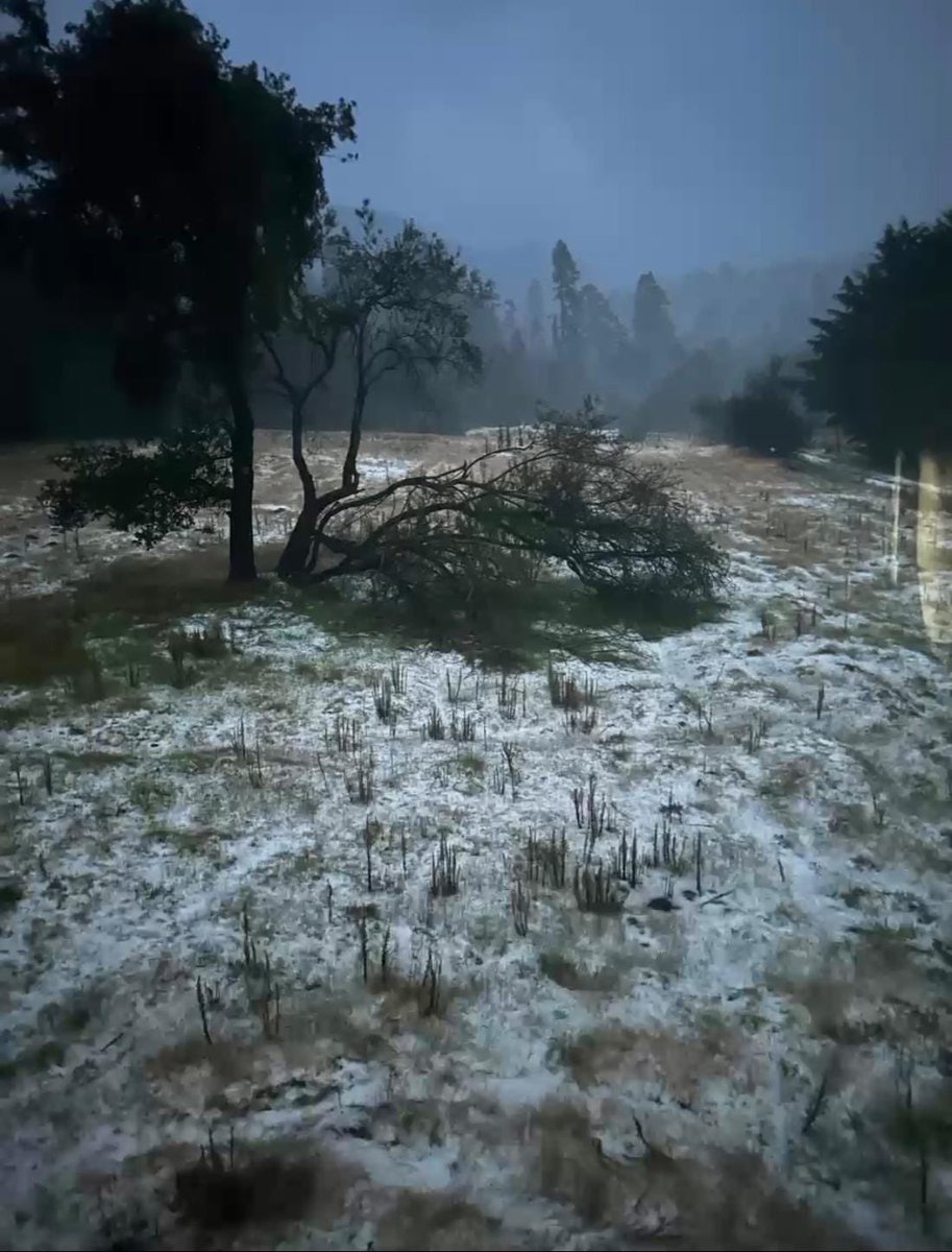 ❄️ Reportan caída de aguanieve en el #Ajusco. Las temperaturas siguen bajando en las zonas altas de Tlalpan. 🌡️🥶