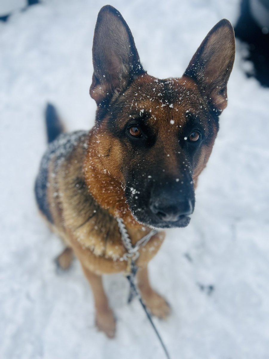 Snow doggo ❄️