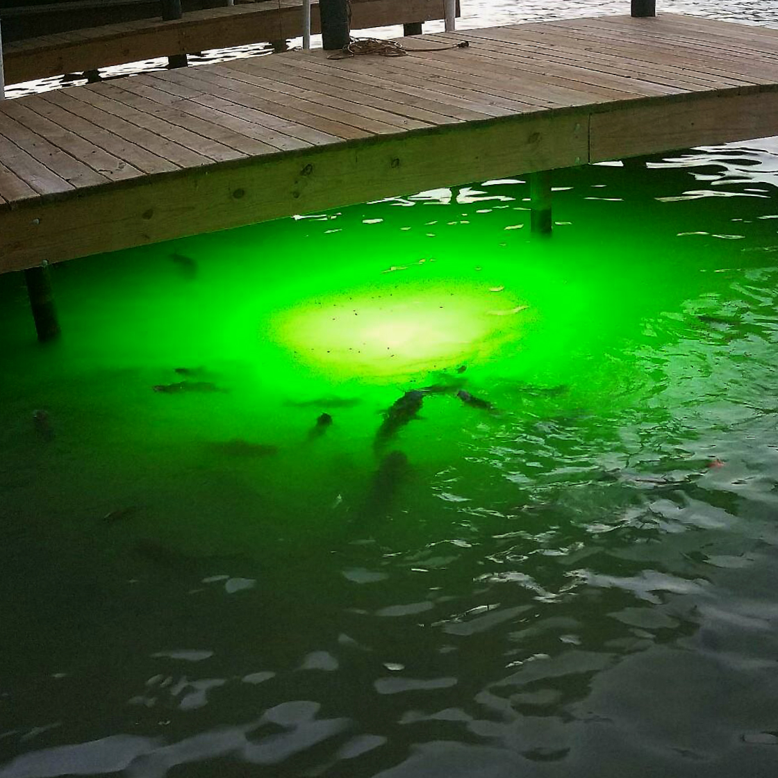 Never underestimate the incredible attraction power of an Underwater Fish Light! From baitfish to game fish, you’ll see more marine life than you ever imagined, right in your very own backyard! 🐟🦈