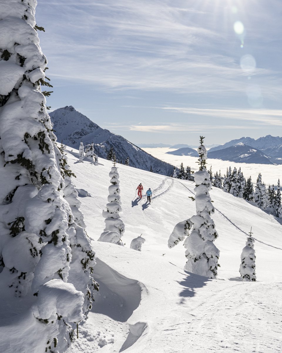 polartec tweet media