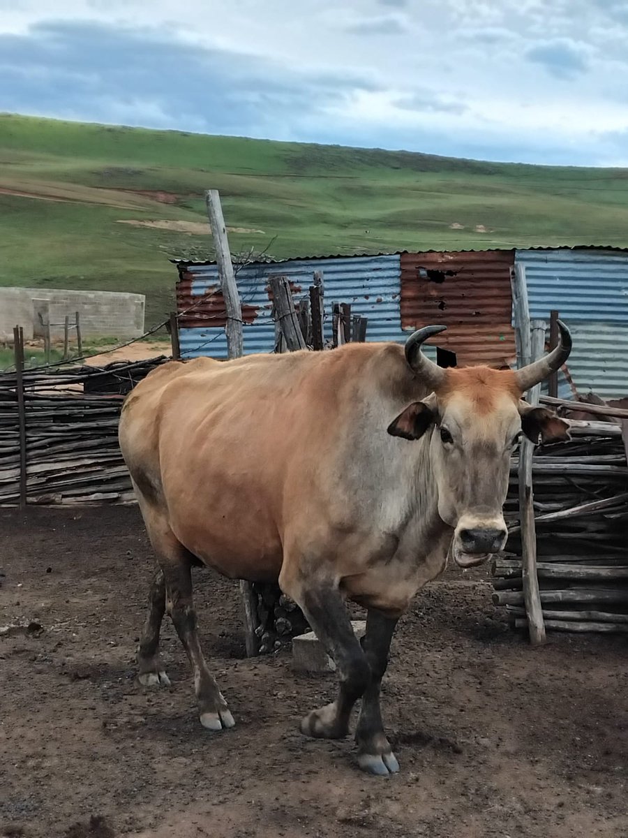 Gqirhalwazi waseCala tweet media