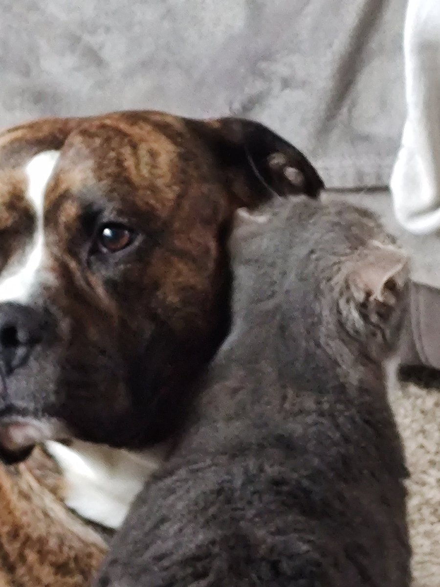 Bryan Kitchens tweet media