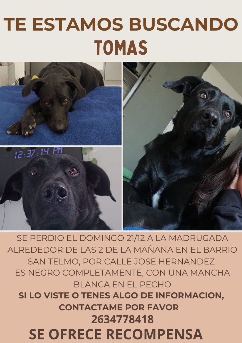 HOLA GENTE, LES PIDO QUE DEN RT PARA PODER LLEGAR A MAS PERSONAS!! 
Si lo ven, reténganlo.
No es malo, no muerde!! 
📍SAN MARTIN, MENDOZA.