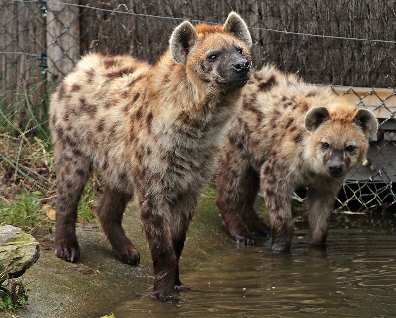 [🔗](api.tinyfox.dev/hourly/Yeens/6…)