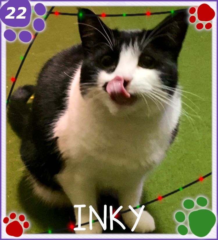 ✨ 𝓒𝓪𝓽𝓿𝓮𝓷𝓽 𝓓𝓪𝔂 2️⃣3️⃣✨

Got another day of goofy mlem pics~ 👁️👅👁️

Only one more day till Christmas Eve! 🎄

I was hoping they'd be living together by now but sadly Ido is still too pouncy for them to be together too long 😿 

🍬Treat - Liquid Beef 🐮
