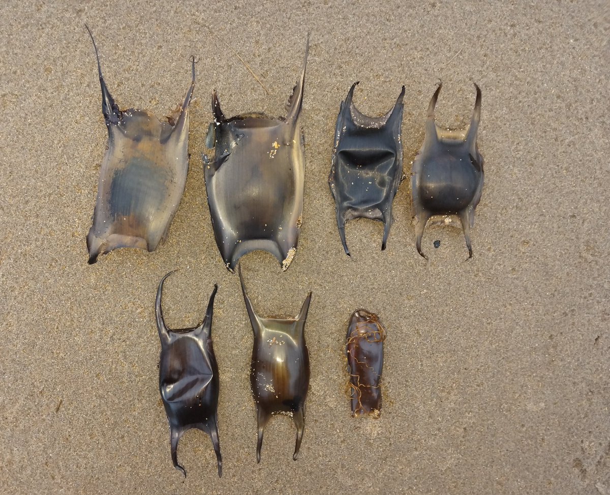 Michael Bell tweet media