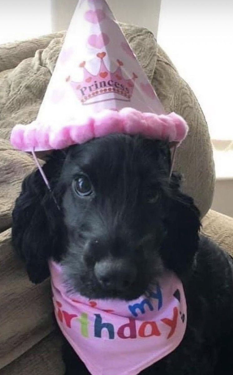 Happy 7th birthday to my beautiful Mollie, best dog ever 🥰