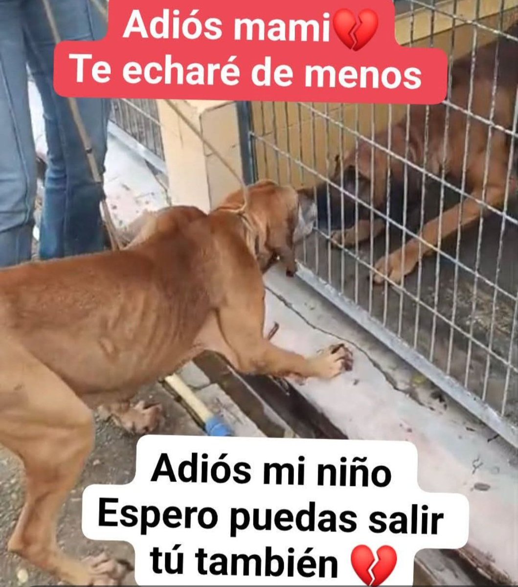 La triste despedida de una mami que han sacado pq esta enferma a su hijo 😥,han estado juntos en la perrera.
El es muy bueno y tiene 5 años,le das un hogar por favor?🙏🙏🏿
Esta en Cadiz y puede 🚗,contacta por whatsapp 609800792