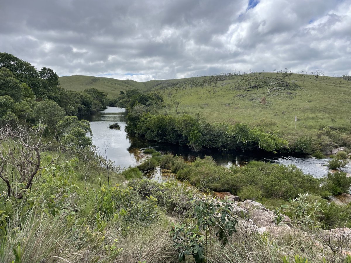agk10k's tweet photo. Finally found a pair of Brazilian Mergangers above waterfall @ Canastra NP yest. morning,having spent 12 hrs. looking without success lower down with local guide,along the few accessible parts of river the previous day.Roughly 250 are thought to remain in the wild.#BirdingBrazil https://t.co/2NEbOM765D