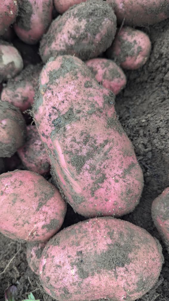 UWIMANA W'I KARONGI 🇷🇼 tweet media