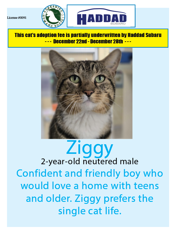 Ziggy is our featured <a href="/HaddadSubaru/">Haddad Subaru</a> #petoftheweek - if you adopt him by 12/28 a portion of his adoption fee will be sponsored by Subaru!
berkshirehumane.org/adopt/cats/