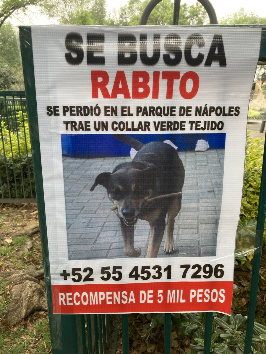 Lacasadeazul's tweet image. Rabito está perdido en la CDMX inicialmente en la ⁦@BJAlcaldia⁩ pero a estas alturas puede haber recorrido muchos kilometros y estar muy lejos e incluso llegar a cualquier punto del ⁦@Edomex⁩ por favor presten atención y si lo ven resguárdenlo y avisen a sus humanos