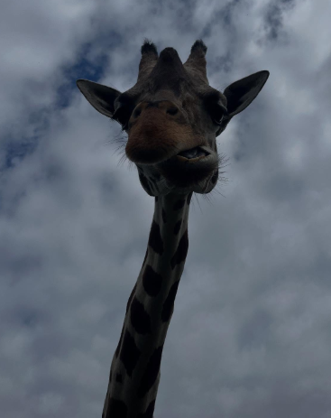 Winona Morris - Author tweet media