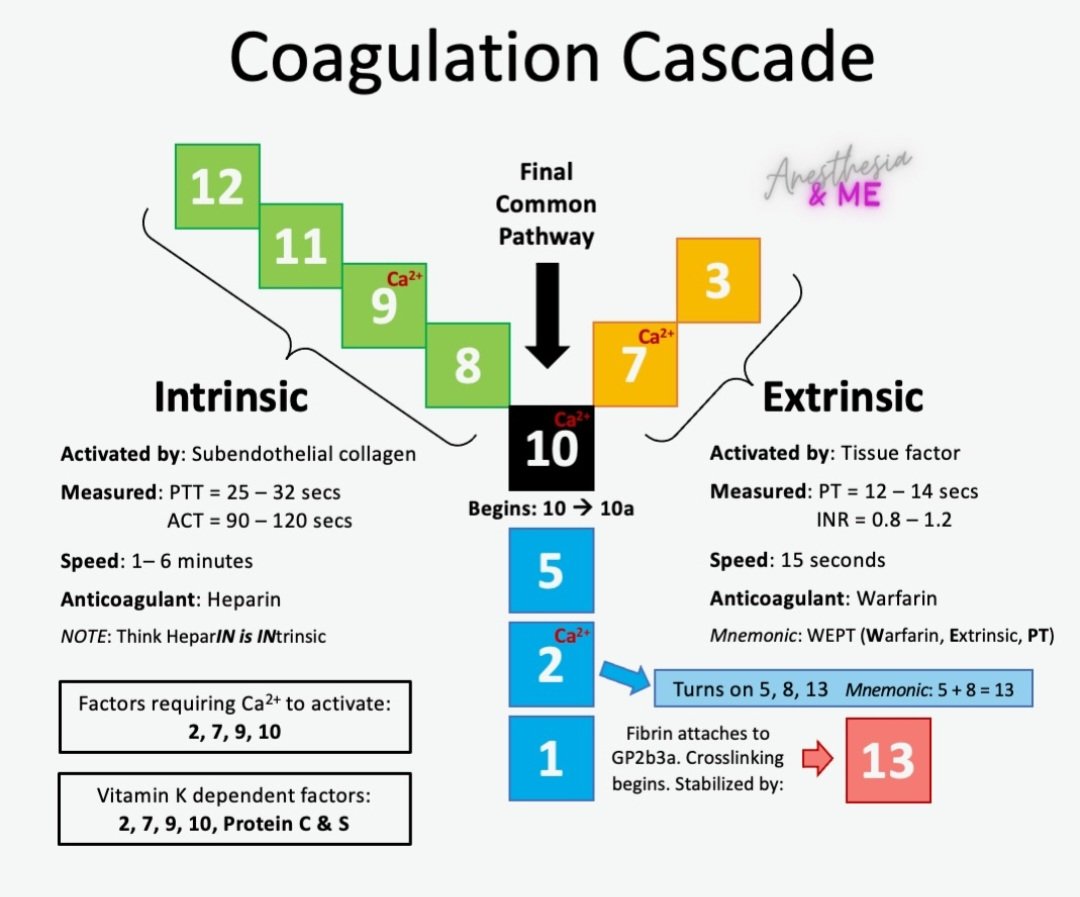 drsthanus's tweet image. A summary of the coagulation cascade.

instagram.com/p/DSnBz1oEQwE/…