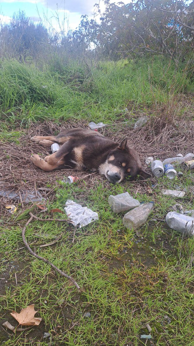 ❌ 𝐂𝐚𝐬𝐨 𝐄𝐬𝐩𝐞𝐜𝐢𝐚𝐥;
#SEVILLA
Desconocemos edad, pero ante esto....
Perro abandonado por una zona muy peligrosa!! 
Macho, parece adulto, cruce con algún nórdico. 
Está abatido, agotado. 

Se busca asociación, protectora, adopción o alguien que pueda ayudarlo. 

Contacto