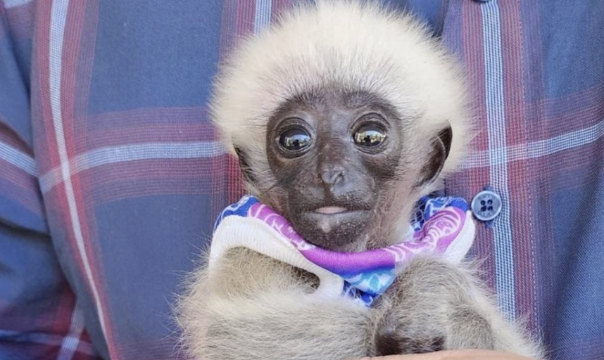 WorldApeFund's tweet photo. Alone and Vulnerable: Wild Baby Gibbon Rescued in Chiang Mai, Thailand: https://t.co/E4eaxvWeJs https://t.co/vXxHeYvJvq