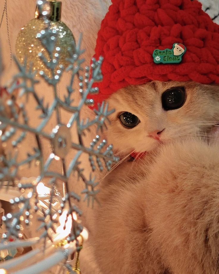 nekocatts's tweet image. 