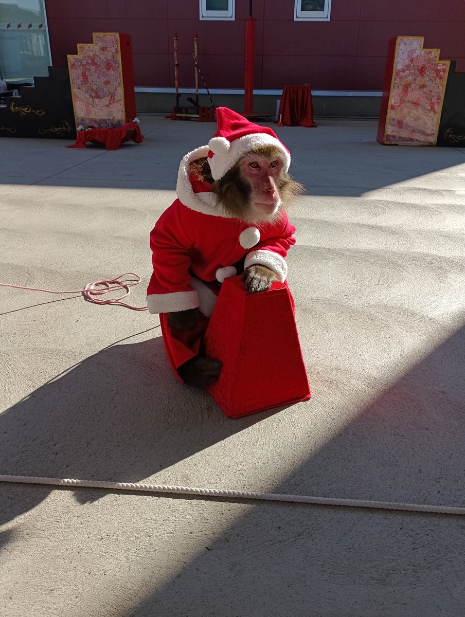 🎄メリークリスマス🎄 #くぅちゃん