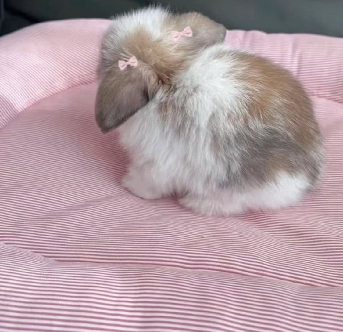 piinkimi_'s tweet image. 