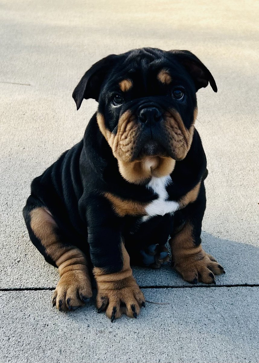 D.J. Brown tweet media