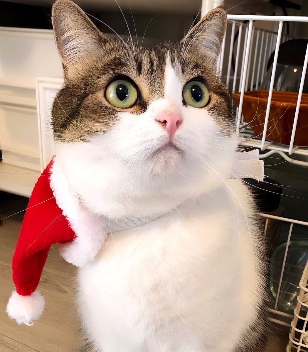 ニコちゃんとこたろう先生とトロとわさび姐さん (@nikoandkotatoro