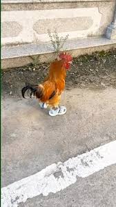 CreepyWord's tweet photo. @niwatorifighte1 Gallo con tenis https://t.co/gDHLEqwQlR
