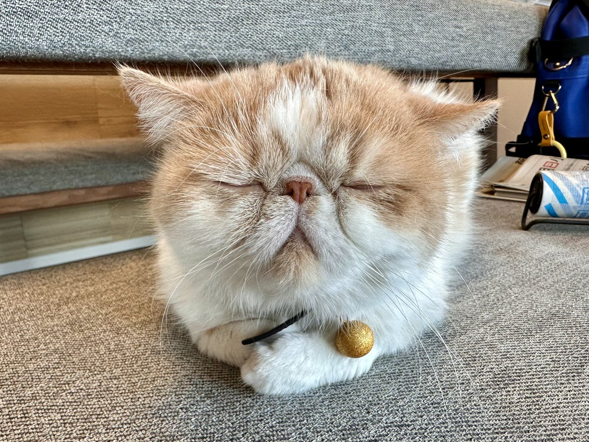 エキゾのきなこさん。 (@miikomaple) / Posts / X