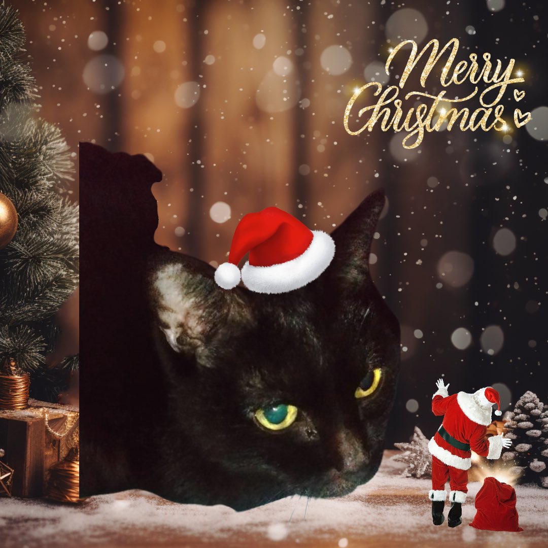 sy❤︎さま確認ページ freedomrockcat3 tsuyoshiさん✨️rockちゃん🐱 おはようございます