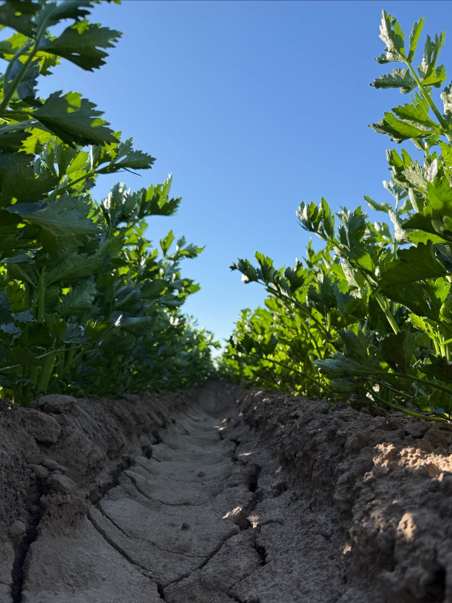 Tanimura&Antle tweet media