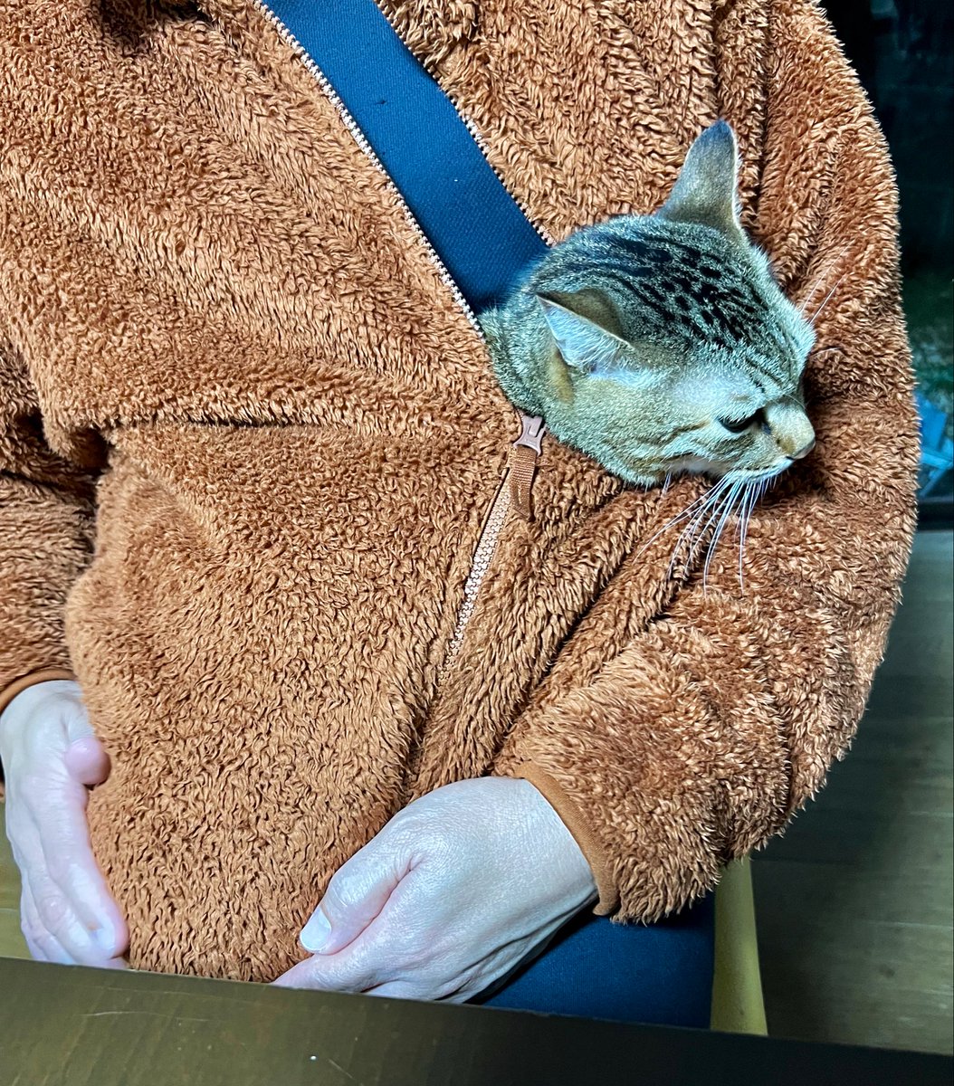 きじとら キジトラ虎三郎 (@TH82624015) / Posts / X