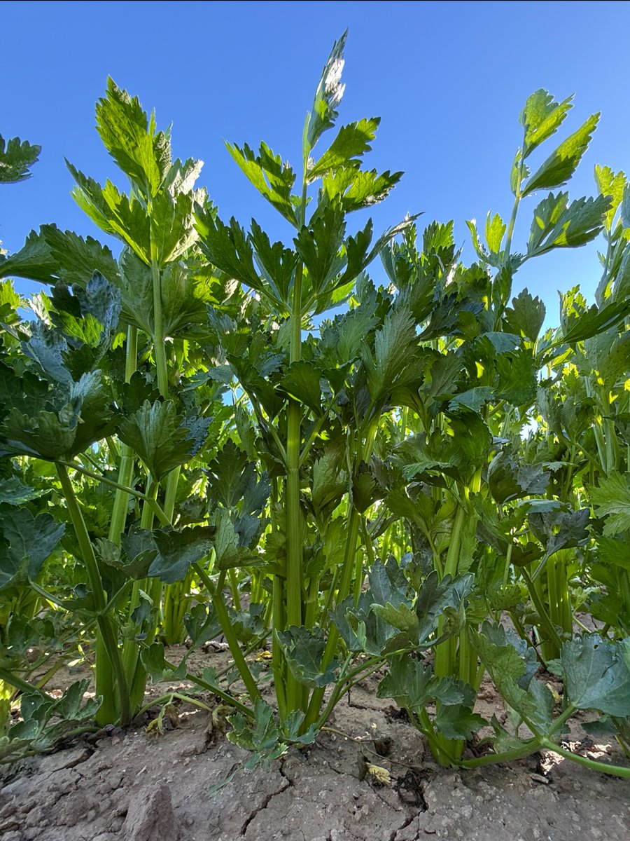 Tanimura&Antle tweet media