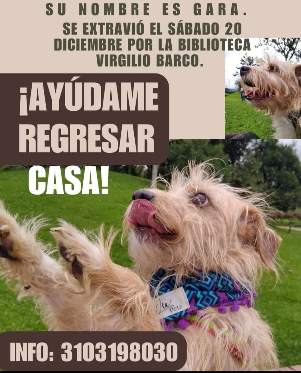 CooleraConnor's tweet image. 🚨🚨🚨 COMPARTO 🚨🚨🚨
Están buscando a Gara desesperadamente desde el 20 de diciembre 🥺🐕

Ayudaaaa 😟