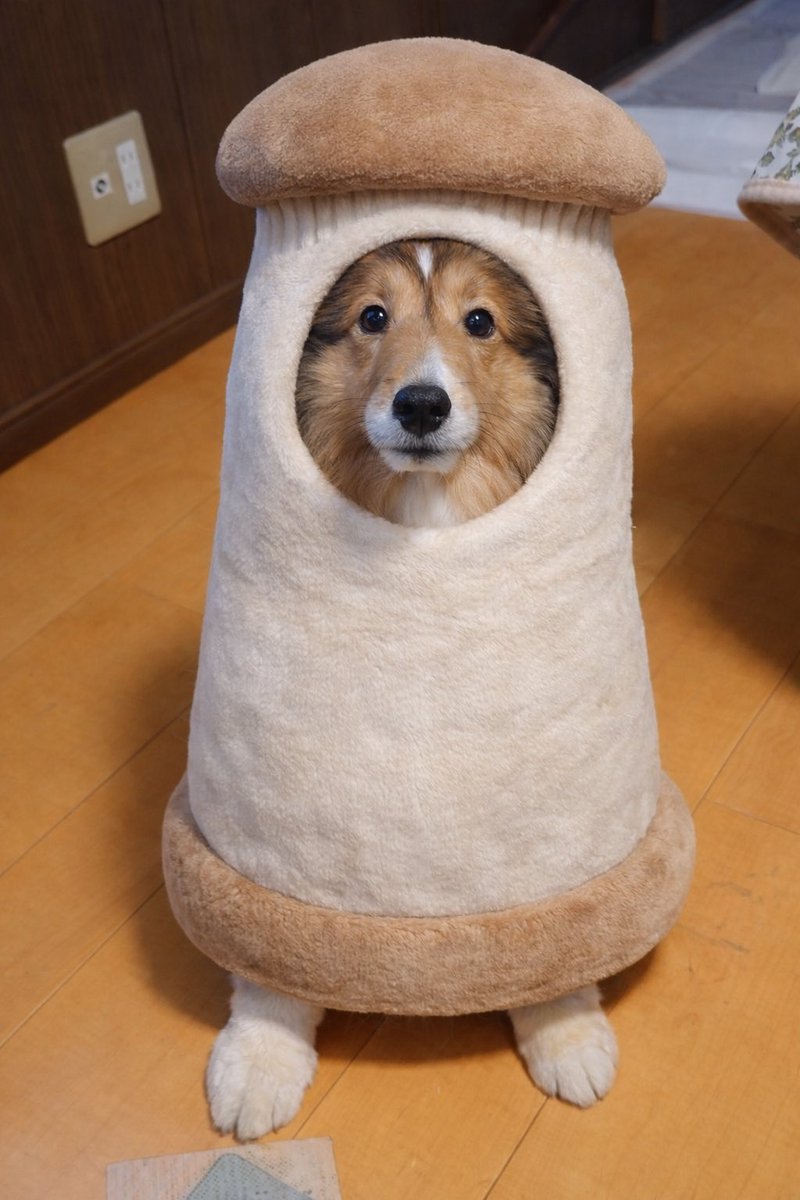 ぷるころ (@pull_colo) / Posts / X