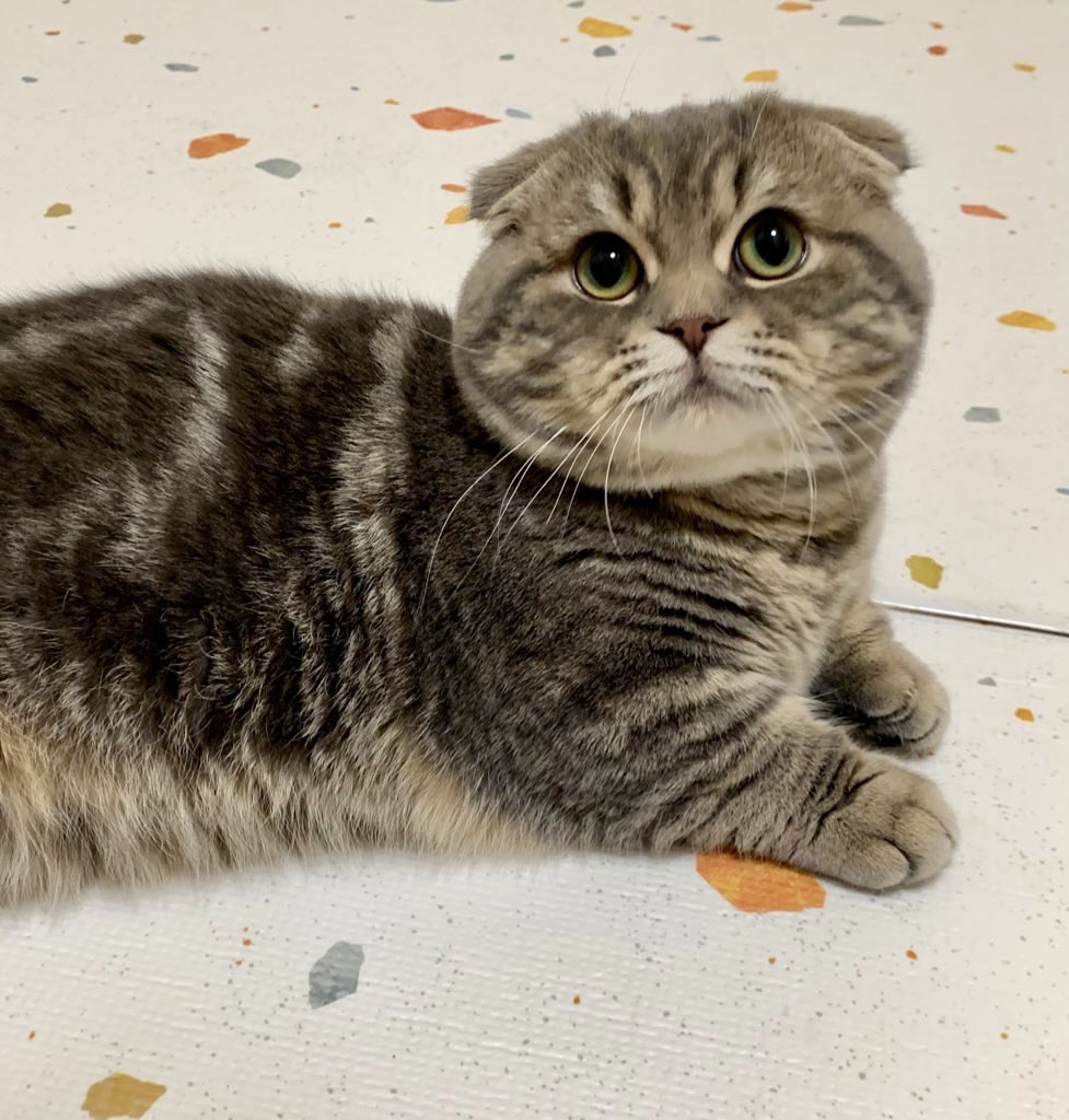 たこやき (@takopi_cat) / Posts / X