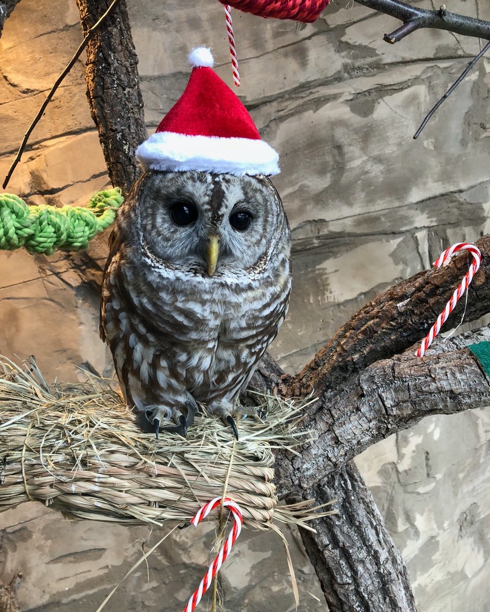 Jingle Owl The Way! 🦉🎶